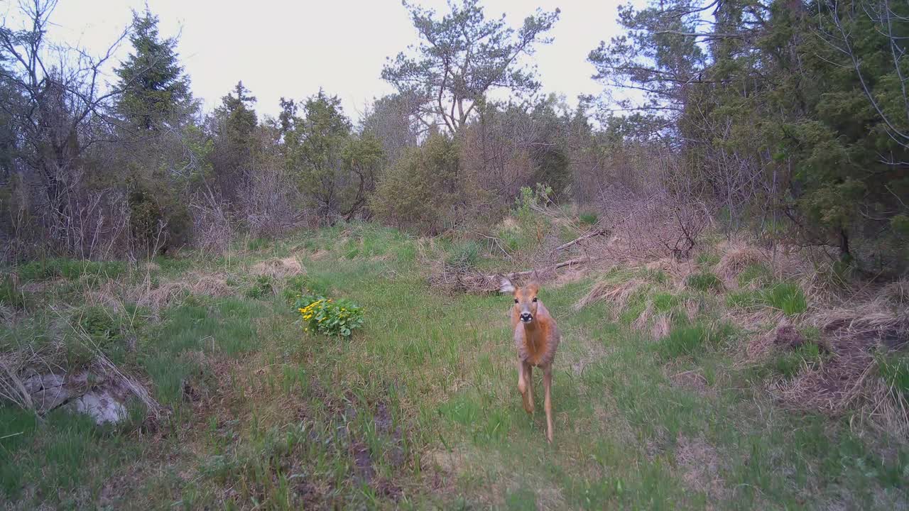 Curious female roe deer (Capreolus capreolus) walking at the bottom of a dried-up stream in Saaremaa, Estonia.