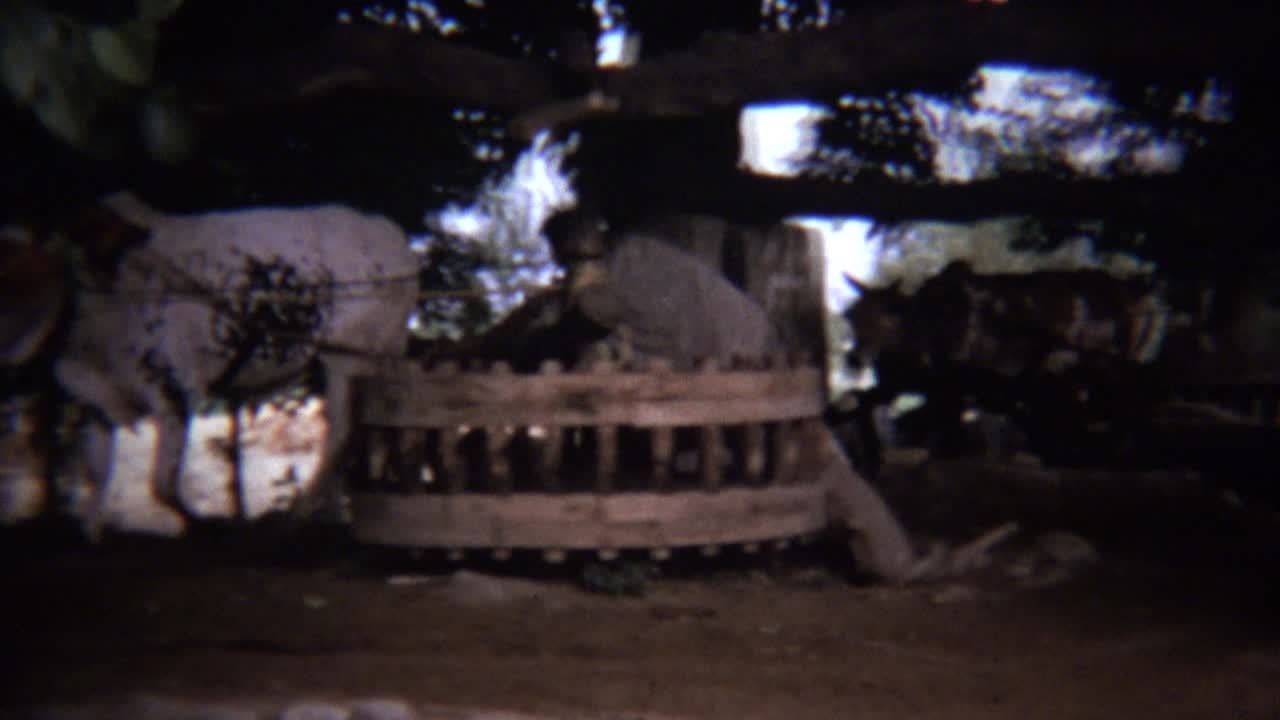 1973년: 피곤한 눈을 감은 소가 원시적인 공장에서 전력을 공급하는 일을 돕는다.