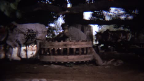1973년: 피곤한 눈을 감은 소가 원시적인 공장에서 전력을 공급하는 일을 돕는다.