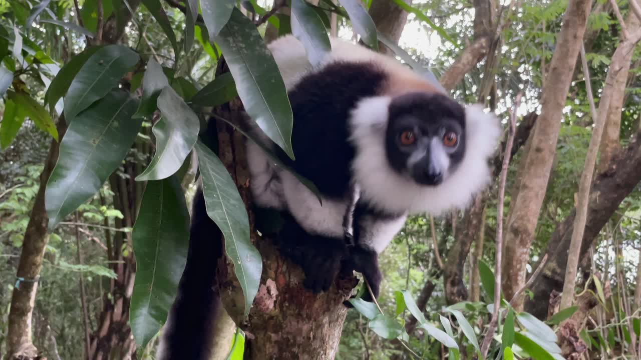 un lémur rufo blanco y negro en un árbol en el centro de madagascar
