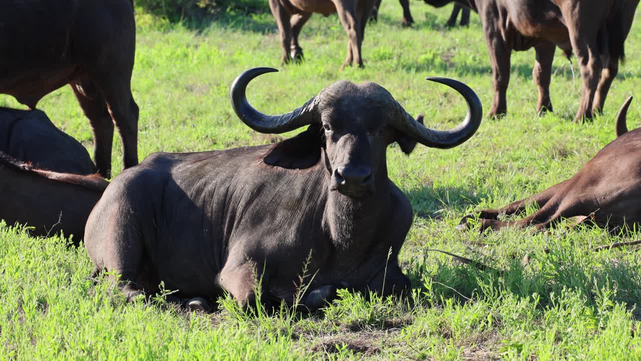 Large Cape Buffalo reclined on green grass savanna looks at camera