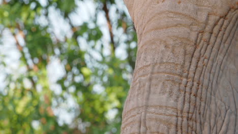 Elefant-Badet-Im-Schmutz,-Um-Sich-Vor-Der-Sonne-Zu-Schützen