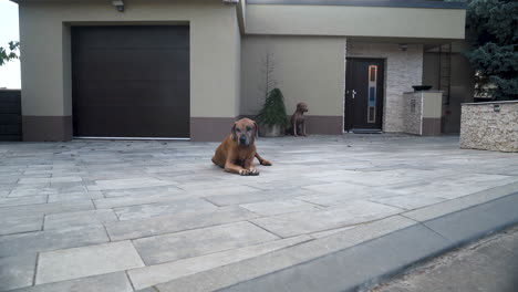 Perro-Rhodesian-Ridgeback-Acostado-En-El-Patio-Del-Garaje-De-La-Casa-Familiar,-Zoom