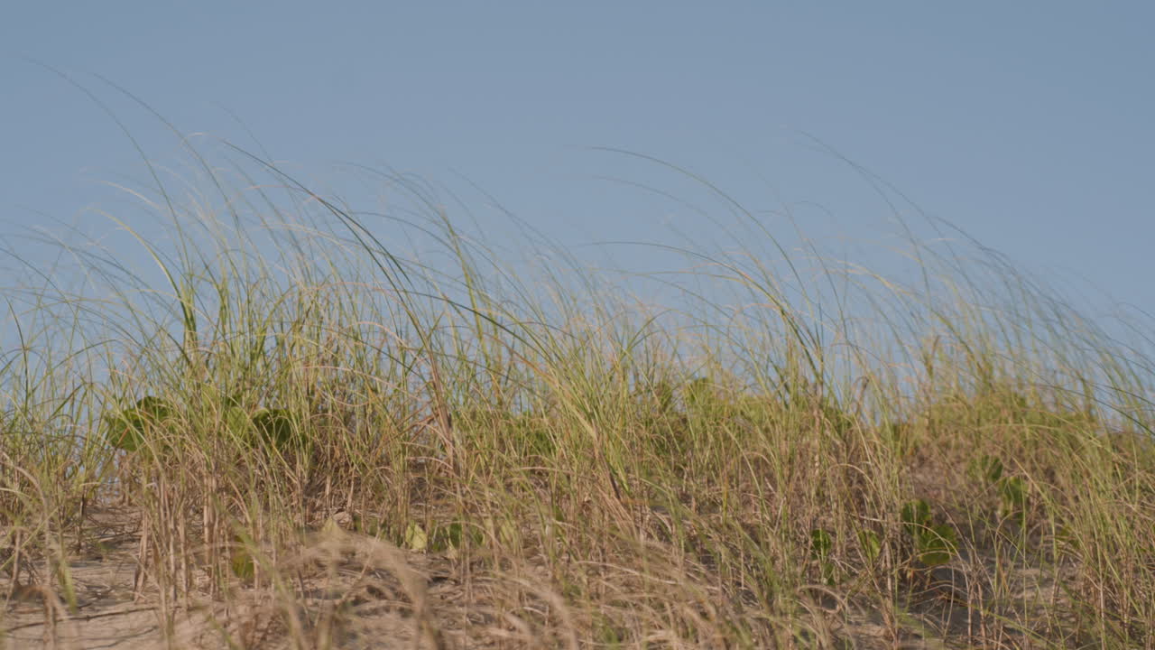 Plants in the sand on windy day