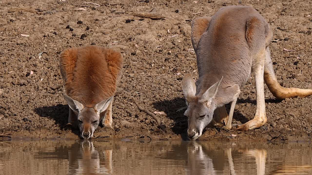 canguros pastan cerca de un lago en australia 2