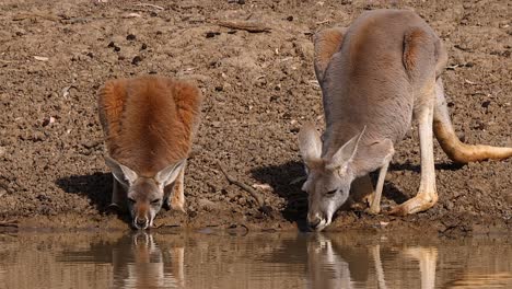 Canguros-Pastan-Cerca-De-Un-Lago-En-Australia-2