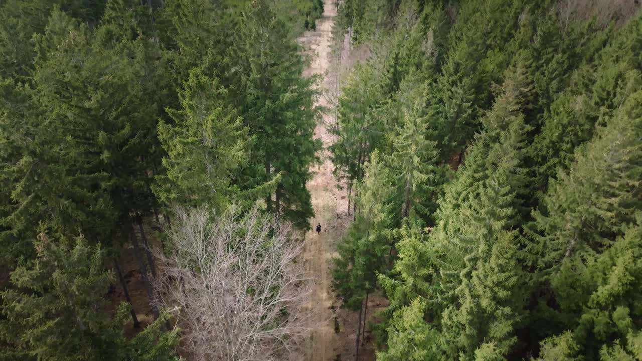 Man walking in the forest among tall conifers in spring. Awakening nature from a bird's eye view from a drone. Green tree tops