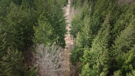 man walking in the forest among tall conifers in spring. awakening nature from a bird's eye view from a drone. green tree tops
