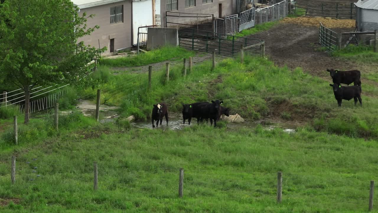 Grazing black cattle and cows on grass field of farm drinking water of pond. Aerial view. Cloudy day in spring season. American countryside in Pennsylvania with happy animals.