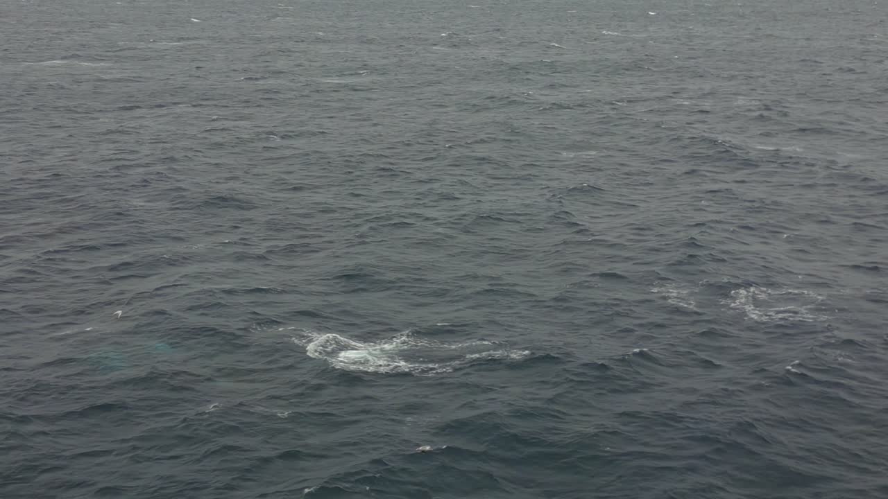 взгляд с воздуха на горбатых китов, дышащих над поверхностью океана в облачный день в тихом океане.