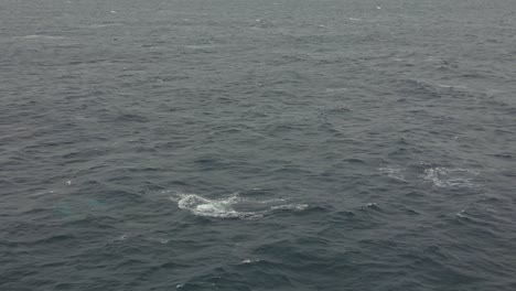 aerial side view of humpback whales blowing the water spout breathing above the ocean surface on a cloudy day at the pacific ocean