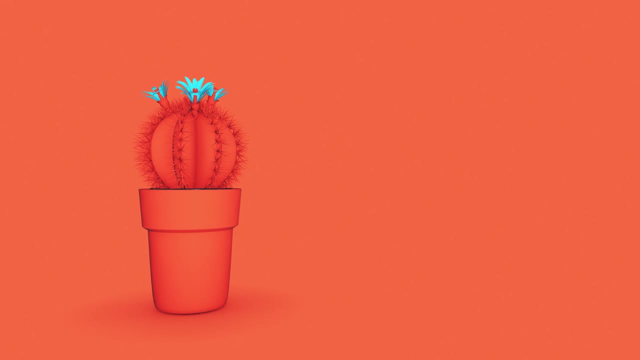 Cactus 4K