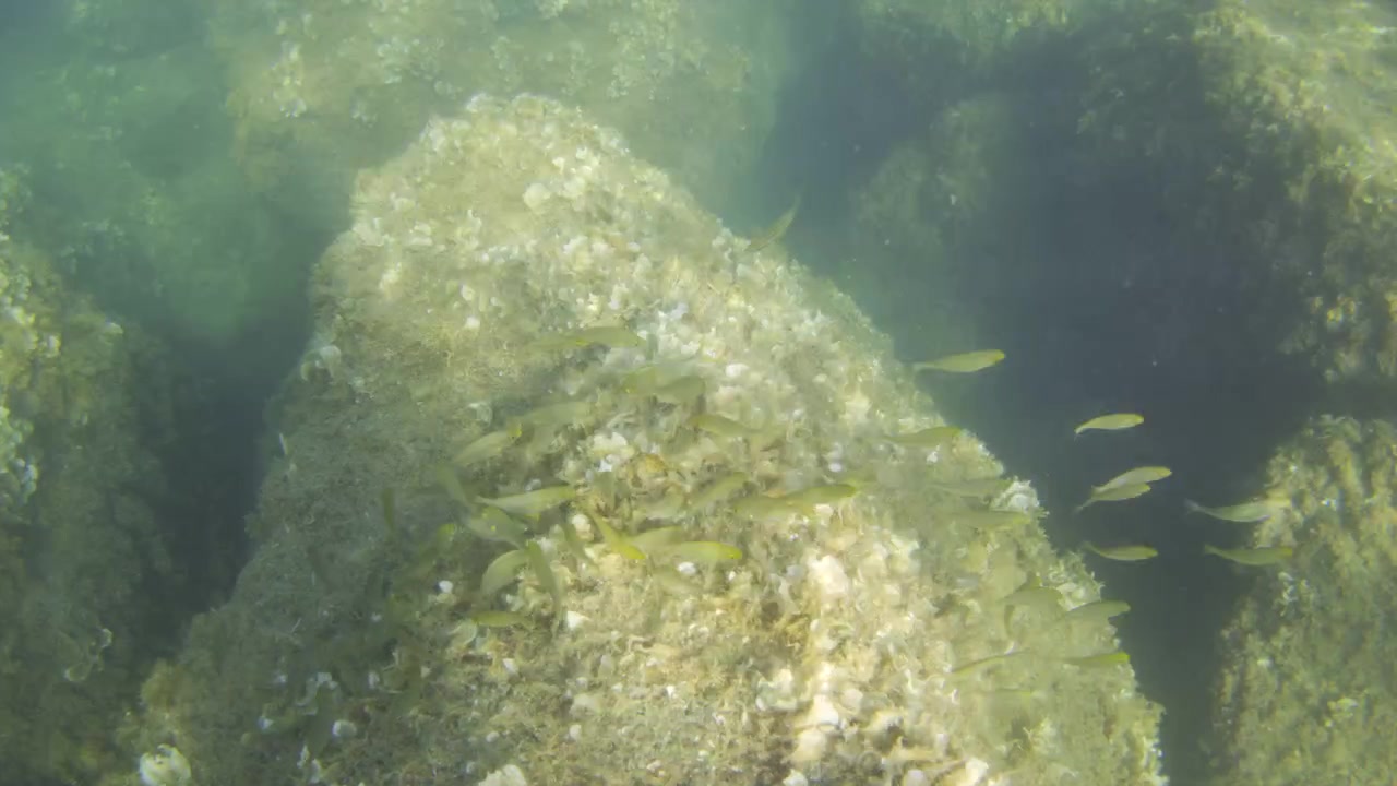 School of small fish hiding among the rocks and green seaweed in clear ocean water, showing marine life