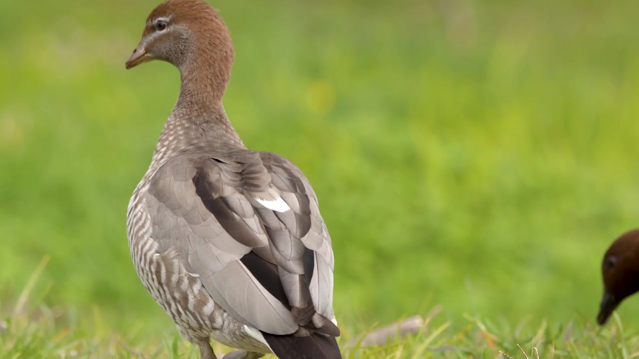 Primo piano di un'anatra boschereccia australiana in piedi che si guarda intorno in un campo erboso.