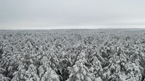 aerial: beautiful shot of majestic and massive forest of pines covered in snow in winter
