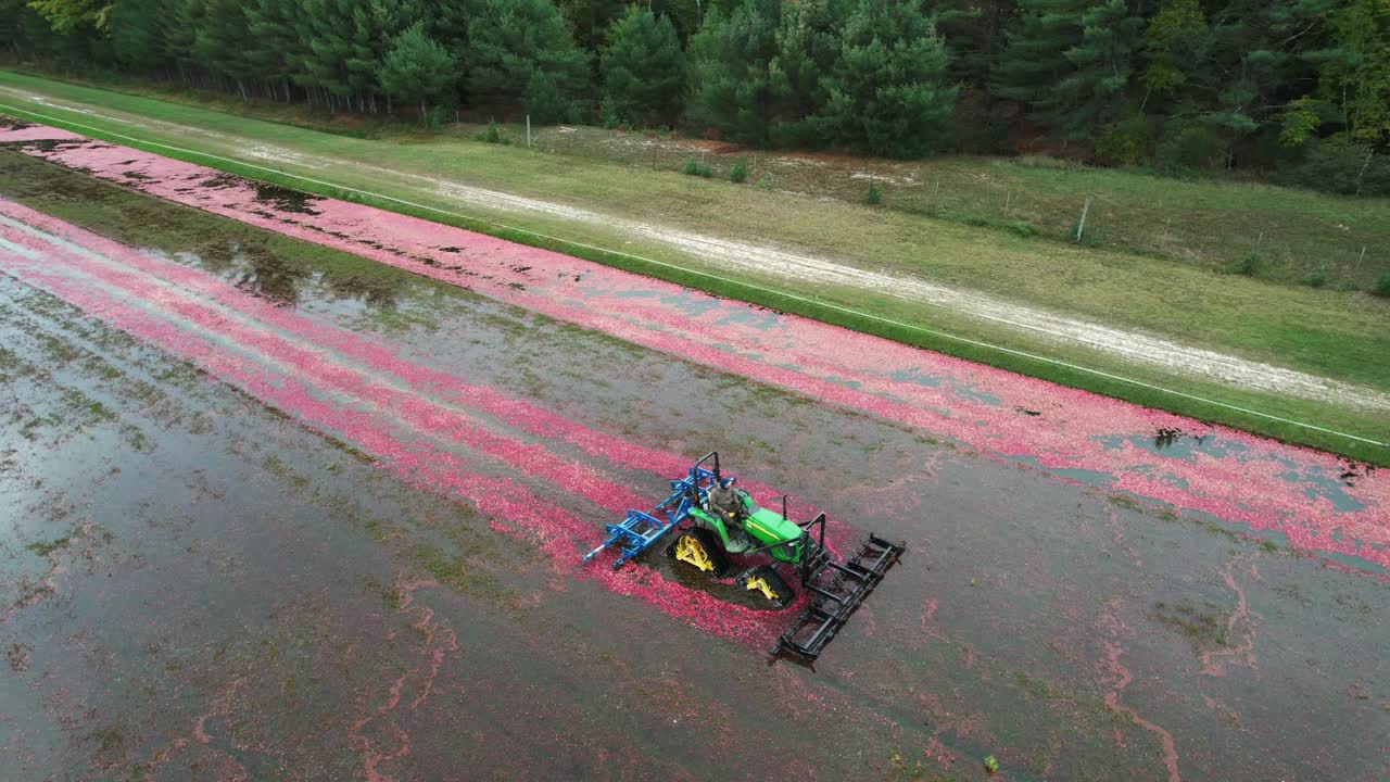 A harrow tractor slowly works its way through a cranberry bog gently knocking cranberries off their vine allowing their buoyancy to float them to the water's surface