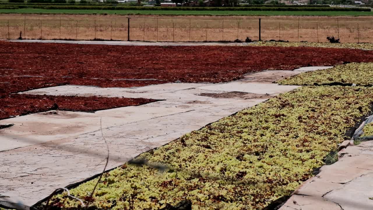Grapes are spread out on a large concrete slab in the hot and dry Norther Cape of South Africa to make raisins