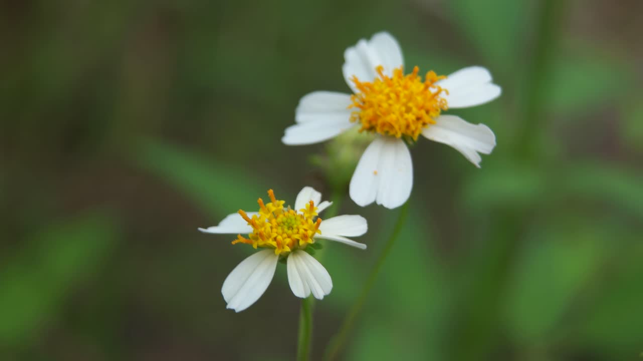 close-up de duas flores de girassol