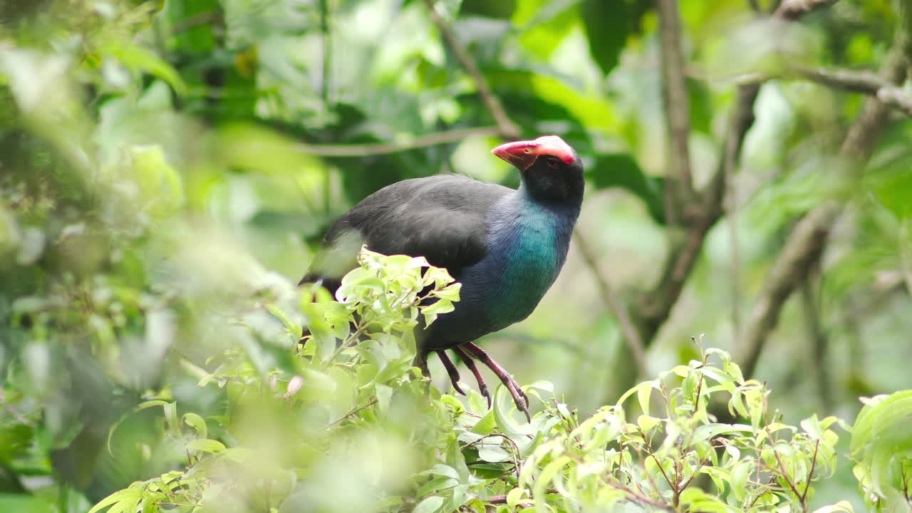 pájaro takahe posado en una rama