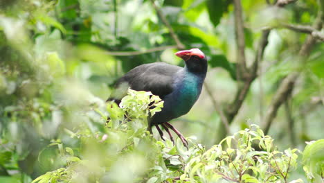 Takahe-Vogel,-Der-Auf-Einem-Ast-Hockt