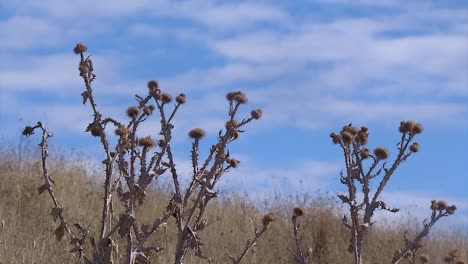 Flores-Muertas-En-La-Cima-De-Una-Colina