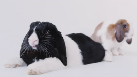 studio portrait of two miniature black and white flop eared rabbits on white background