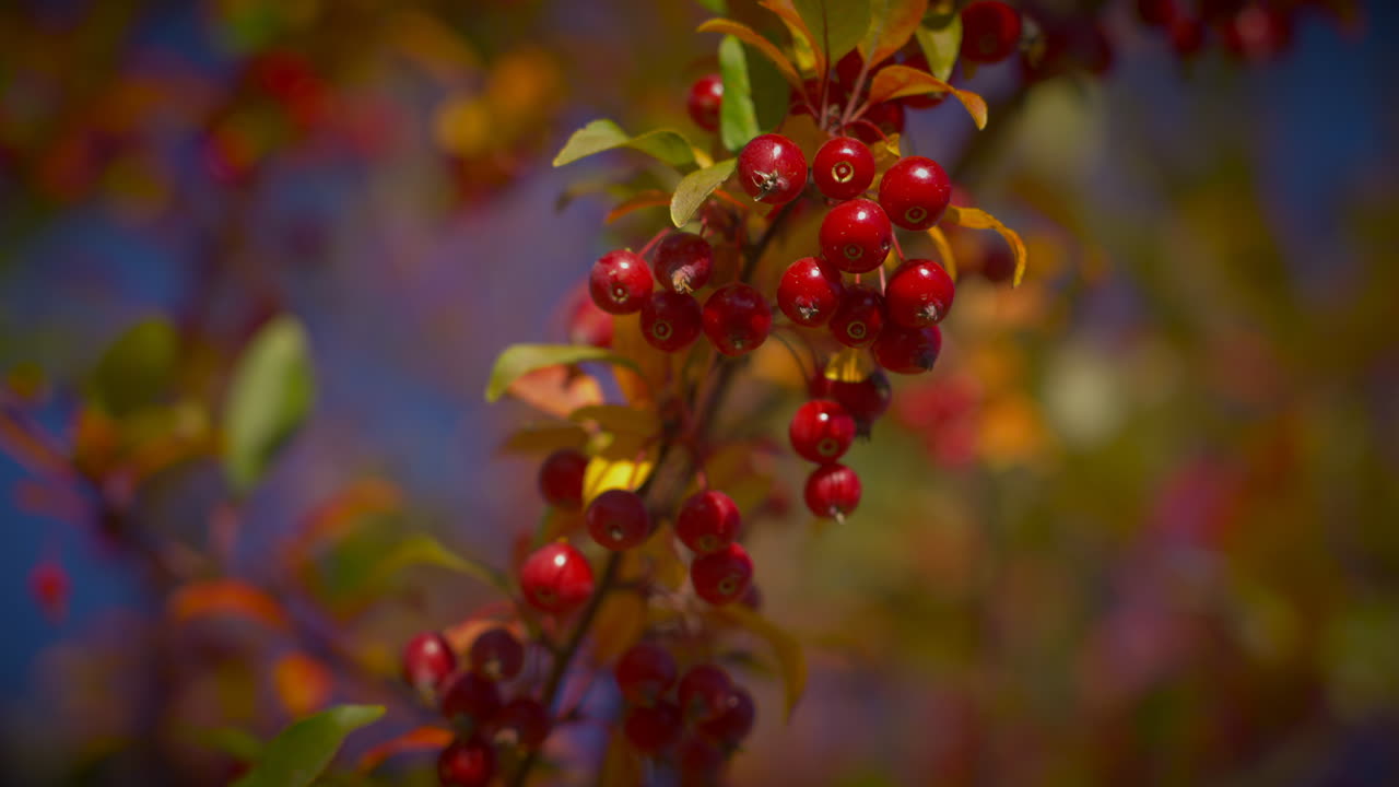 Albero autunnale con un grappolo di bacche rosse che ondeggia. Primo piano, rallentatore.