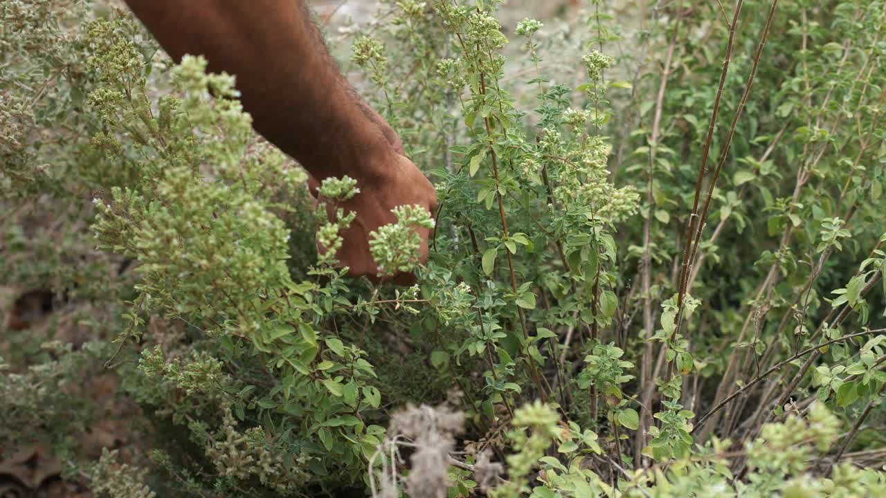 Primo piano di una mano che raccoglie erbe selvatiche vicino al fiume Nahal Hermon.