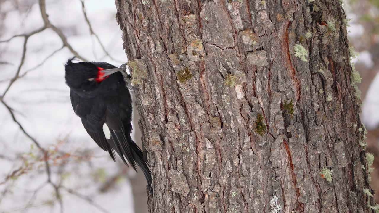 Magellanic Woodpecker, Campephilus magellanicus pecking on a tree in Patagonia, closeup tilt in slow motion.