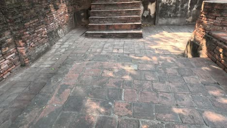 a cat explores old brick ruins with curiosity