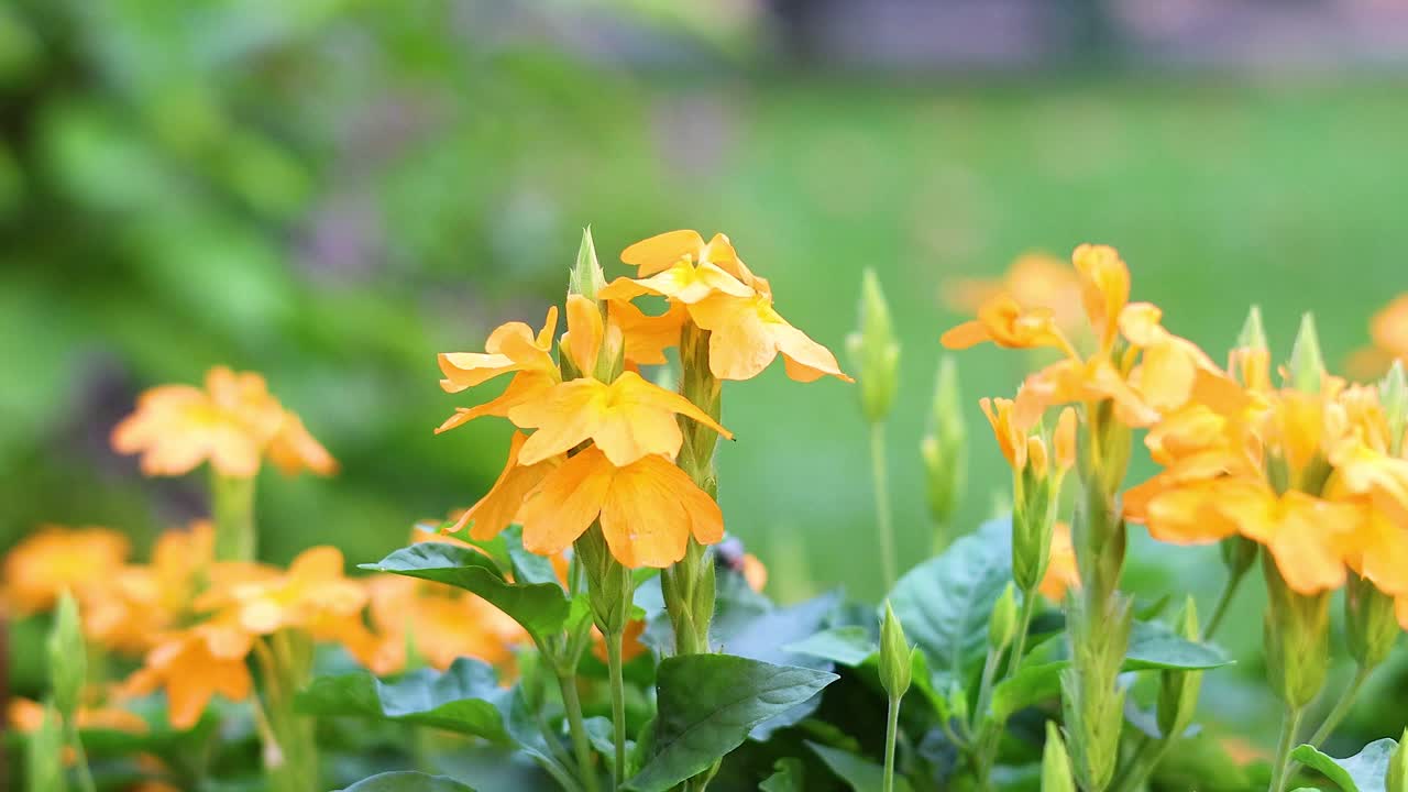 울창 한 정원 에서 꽃 이 피는 노란색 꽃