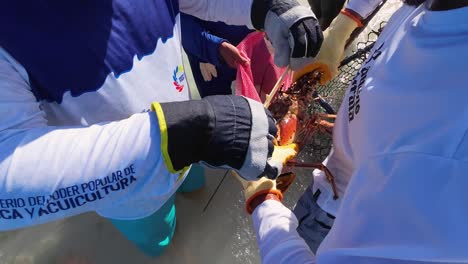 fishermen catching a large lobster