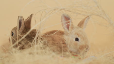 adorable little rabbit brothers snuggled together amidst haystack - eye level close up shot