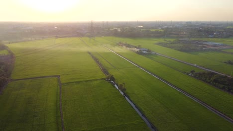 Magníficos-Campos-De-Arroz-En-Tailandia,-Bajo-Una-Impresionante-E-Impresionante-Puesta-De-Sol.