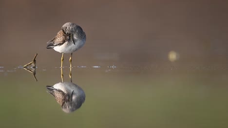 Lavandera-De-Madera-En-El-Lago-Con-Reflejo-En-El-Agua