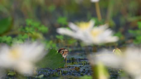 chicks of pheasant tailed jacana feeding on floating leaf of water lily