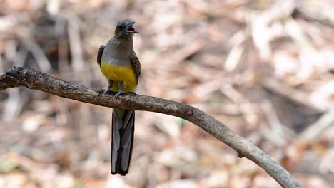 el trogón de pecho naranja es un ave confiada de tamaño mediano que se encuentra en tailandia