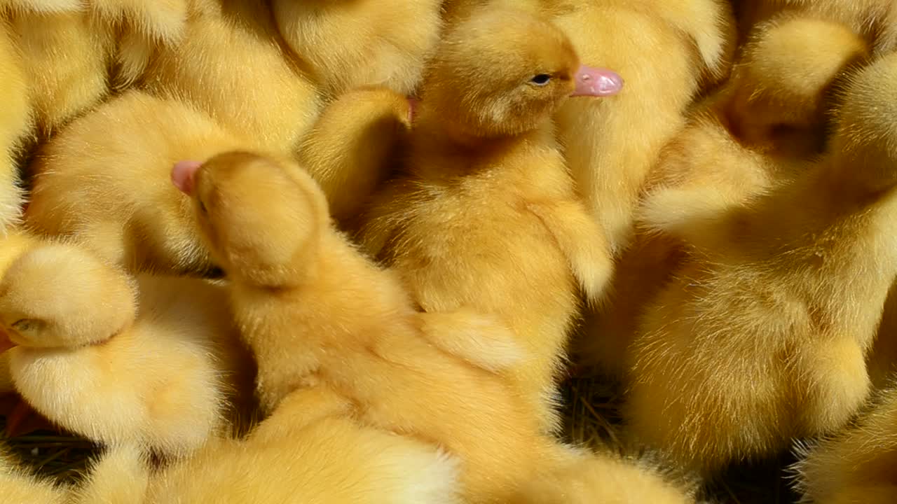 Aufnahmen auf einem Bauernhof. Gelbe Entenküken.