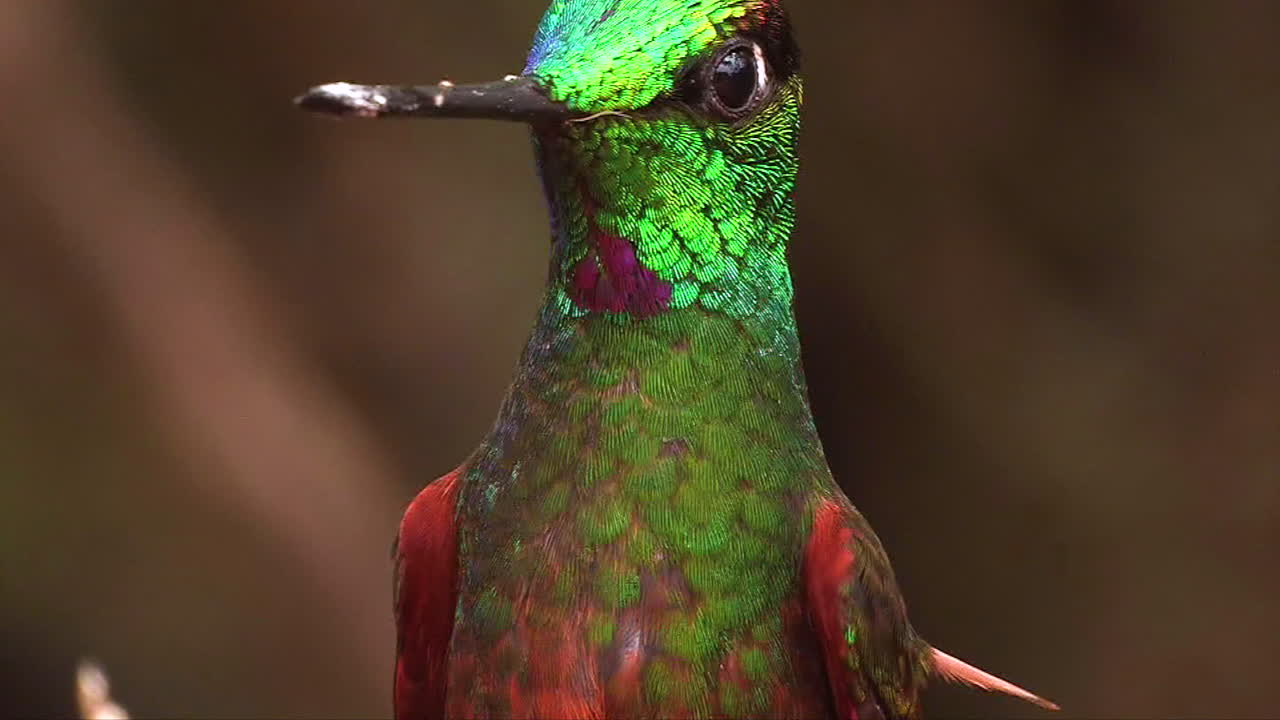 экстремальный замедленный снимок радужной колибри-звездочета в крупном плане