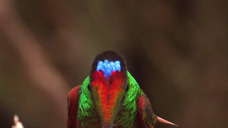 extreme close up slow motion shot of a rainbow starfrontlet hummingbird