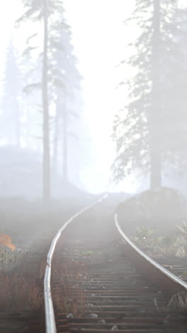 foggy forest railway tracks