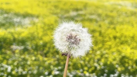 vemos en primer plano una planta llamada diente de león que está girando y vemos su forma y semillas y en el fondo tenemos flores blancas y amarillas borrosas en primavera avila españa