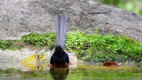 shama de rabadilla blanca bañándose en el bosque durante un día caluroso, copsychus malabaricus, en cámara lenta