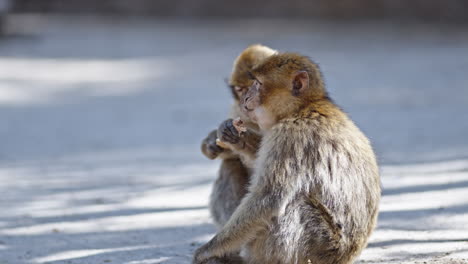 Two-Barbary-macaques-sitting-on-the-ground-eating-in-Azrou-Forest,-Morocco,-sunny-day,-close-up