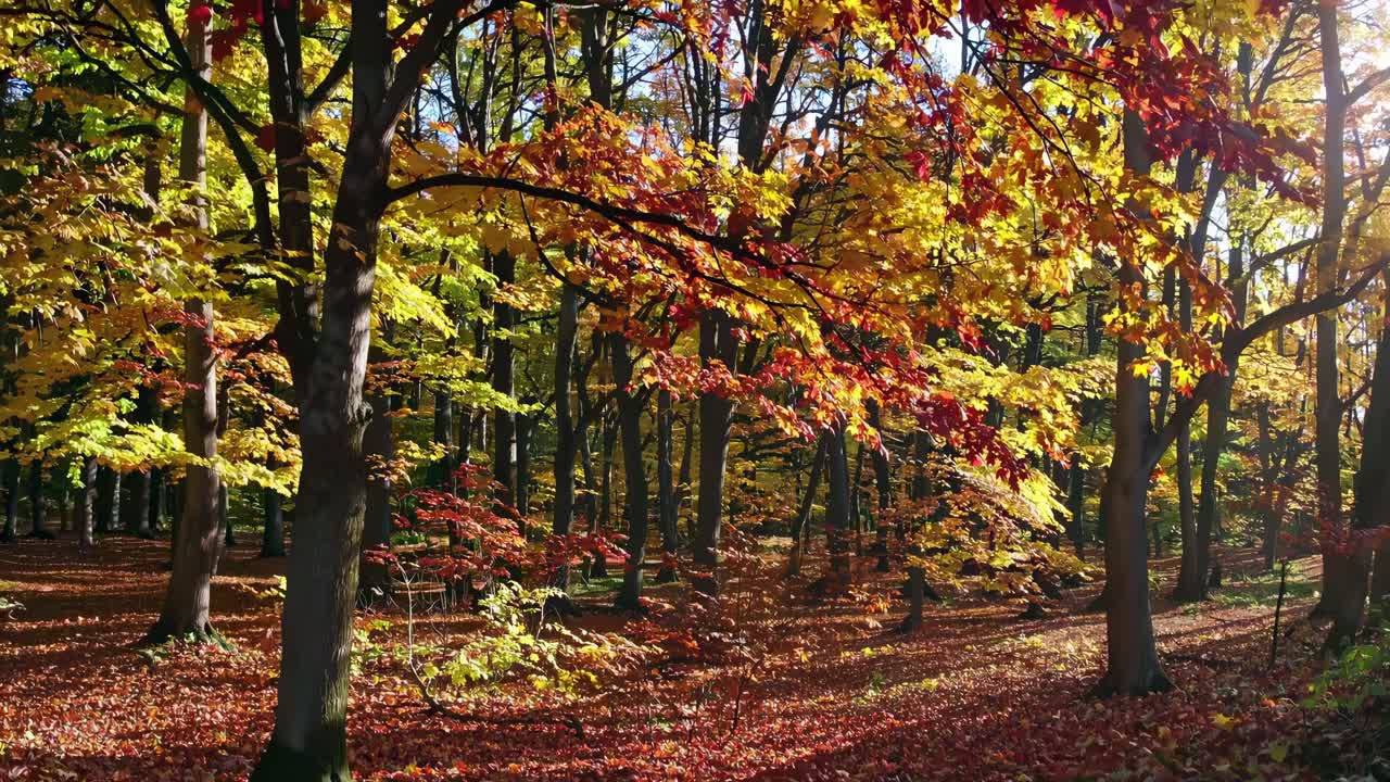 A vibrant autumn forest with sunlight filtering through colorful leaves
