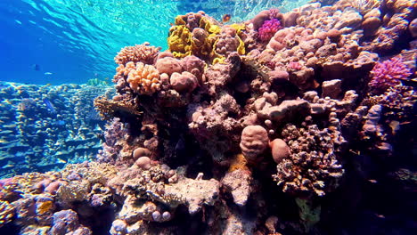 beautiful underwater colourful coral reef, crystal clear view water pov