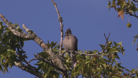 grey, scruffy bird on a branch