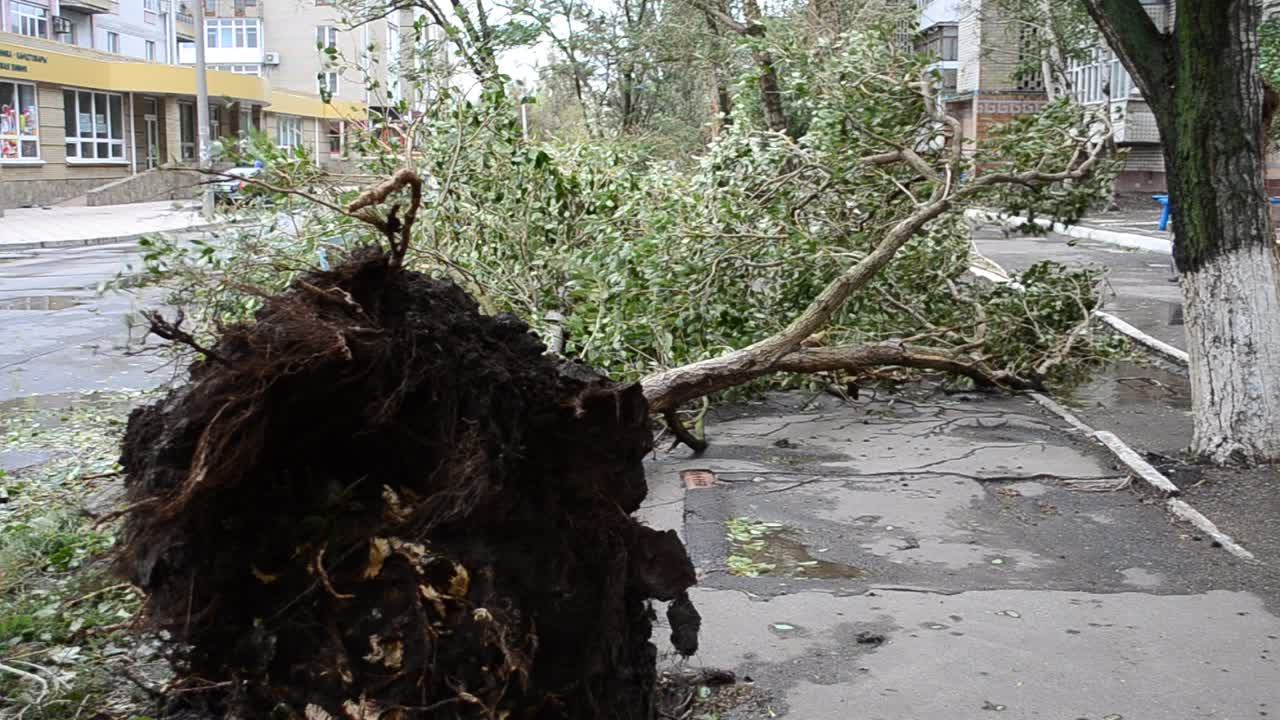 The tree is dumped by a hurricane. Trees are pulled out with roots