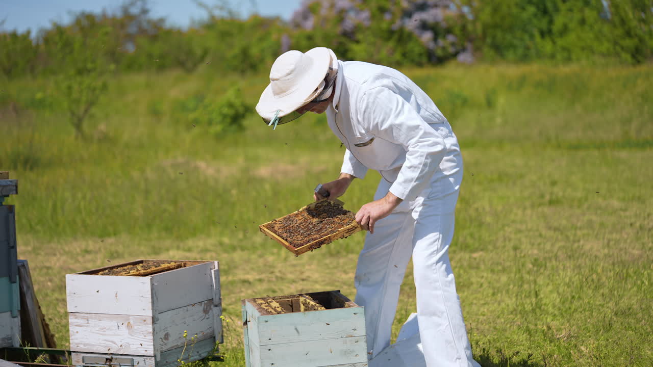 Apiarist worker harvesting honey from comb. Beekeeper in protective suit working on the field.