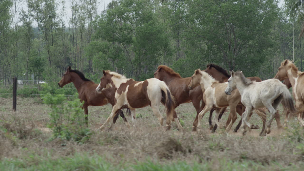 imágenes en cámara lenta de una manada joven y hermosa corriendo libremente en la naturaleza